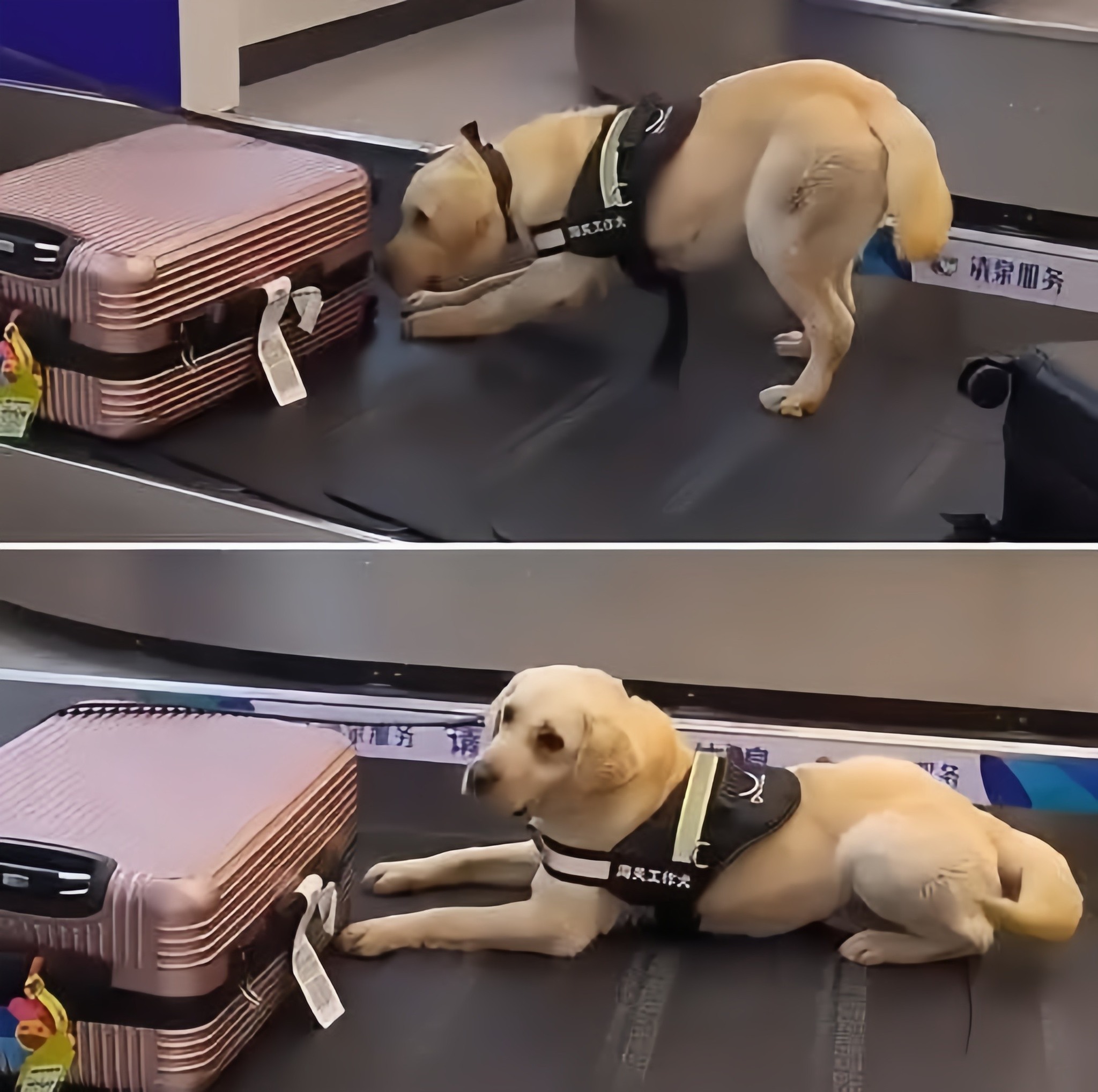 Una viaggiatrice viene fermata in aeroporto perché un cane antidroga continua ad annusare la sua valigia. Il motivo? Snack per il suo cane.