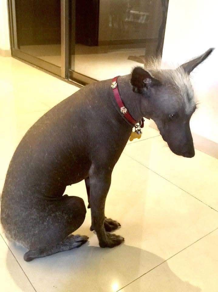 Durante una passeggiata al parco, una bambina insulta e lancia una pietra contro il cane Mito, mentre la madre resta in silenzio.