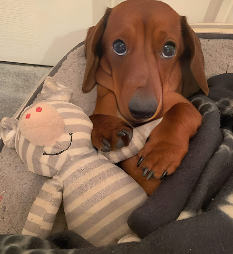 Un cane appena adottato trascorre la prima notte nella nuova casa stringendo il suo vecchio giocattolo. Tra paura e fiducia nascente, inizia lentamente la sua nuova vita.