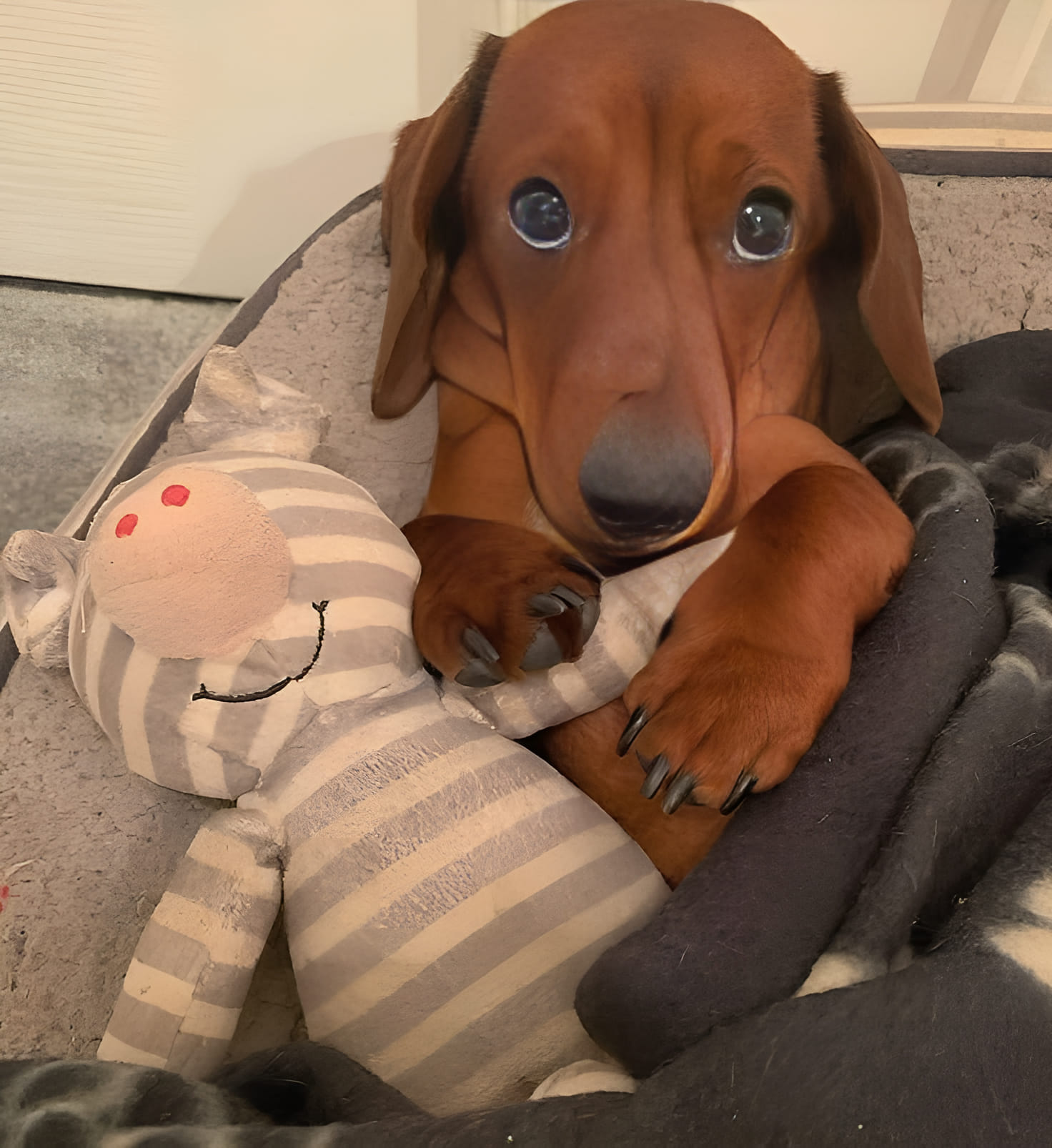 Un cane appena adottato trascorre la prima notte nella nuova casa stringendo il suo vecchio giocattolo. Tra paura e fiducia nascente, inizia lentamente la sua nuova vita.