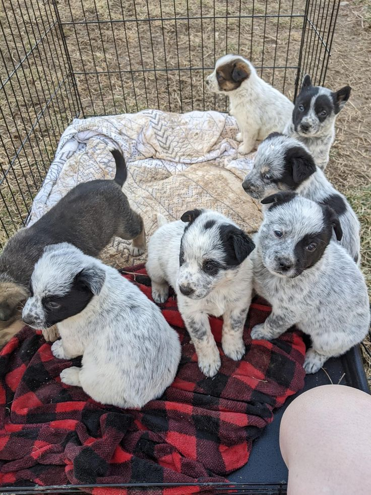 Due piccoli cani trovati all’aperto, tremanti e abbracciati tra loro. Chi li ha salvati cerca una famiglia, ma nessuno si è fatto avanti.