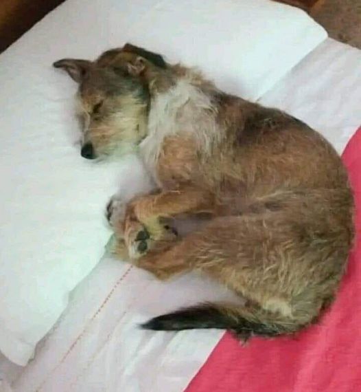 Tornando a casa, trova un cucciolo solo e disperato. Dopo il veterinario senza microchip, decide di adottarlo. Ora dorme sereno nella sua nuova casa.