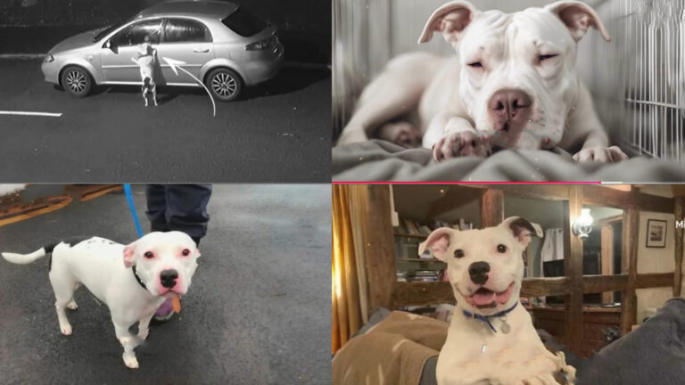 Un cane viene abbandonato con l’inganno durante una finta passeggiata, salvato da un rifugio e poi adottato da un uomo che gli restituisce fiducia e serenità.