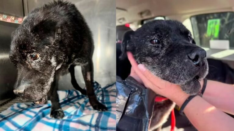 Chocolate fu trovato gravemente ferito accanto a un palo della luce. Dopo cure e un’adozione piena d’amore, il cane ha trascorso gli ultimi mesi al sicuro.