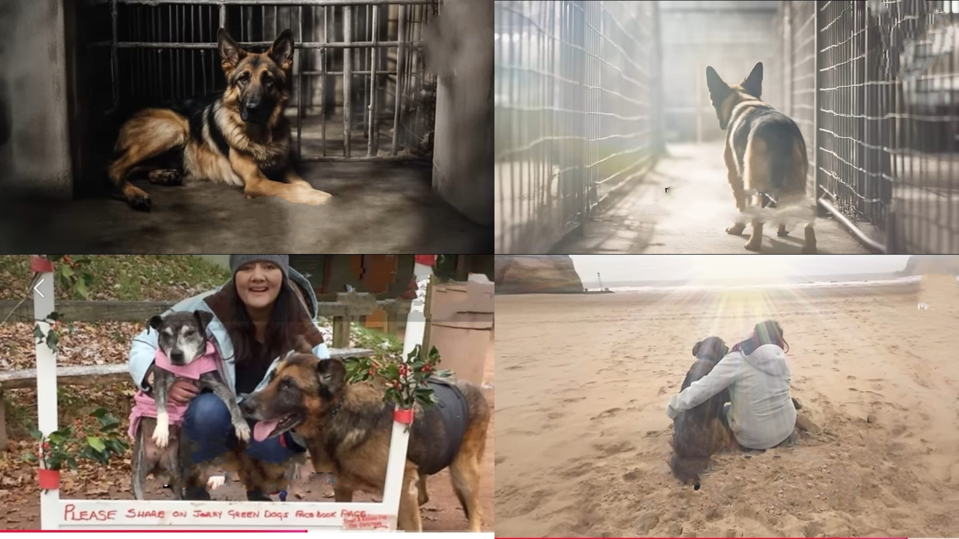 Benky ha vissuto oltre dodici anni in una gabbia senza essere scelto da nessuno, finché una donna lo ha adottato e gli ha fatto conoscere l’amore poco prima della fine.