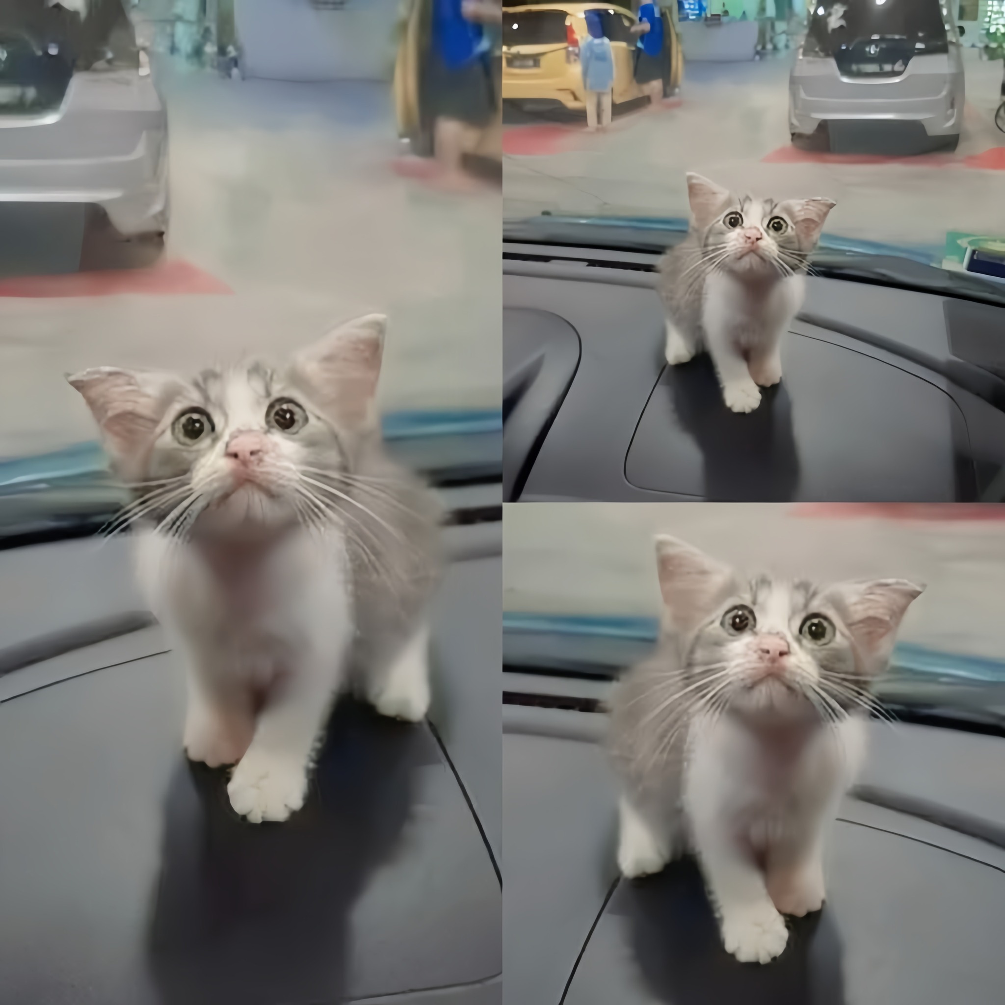 L’incontro notturno nel parcheggio con la micina sola