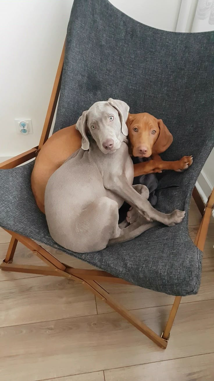 Due cani arrivano insieme in una nuova casa dopo un passato difficile. Il loro sguardo pieno di paura racconta l’inizio di una nuova vita.
