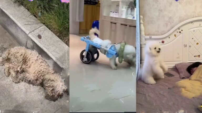 Un cane trovato in condizioni estreme, incapace di camminare, viene salvato e curato. Oggi è rinato, tra affetto, cure e una nuova vita.