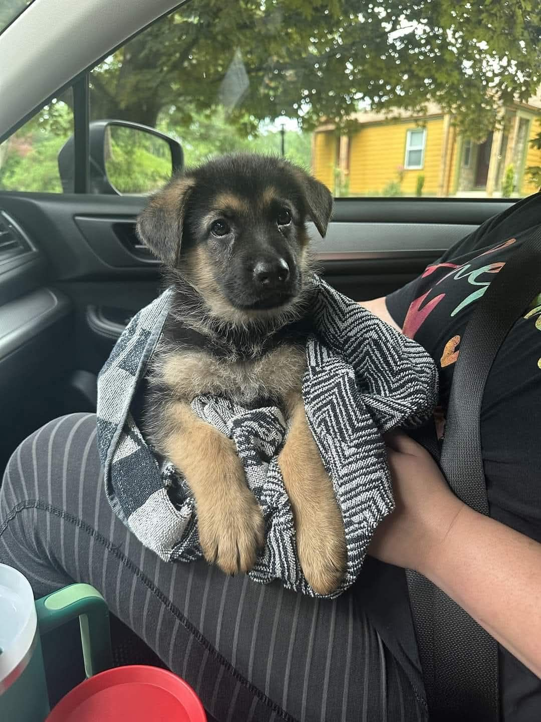 Un cane abbandonato e legato è stato salvato, portato dal veterinario e adottato subito da chi ha deciso di dargli la casa che non aveva mai avuto.