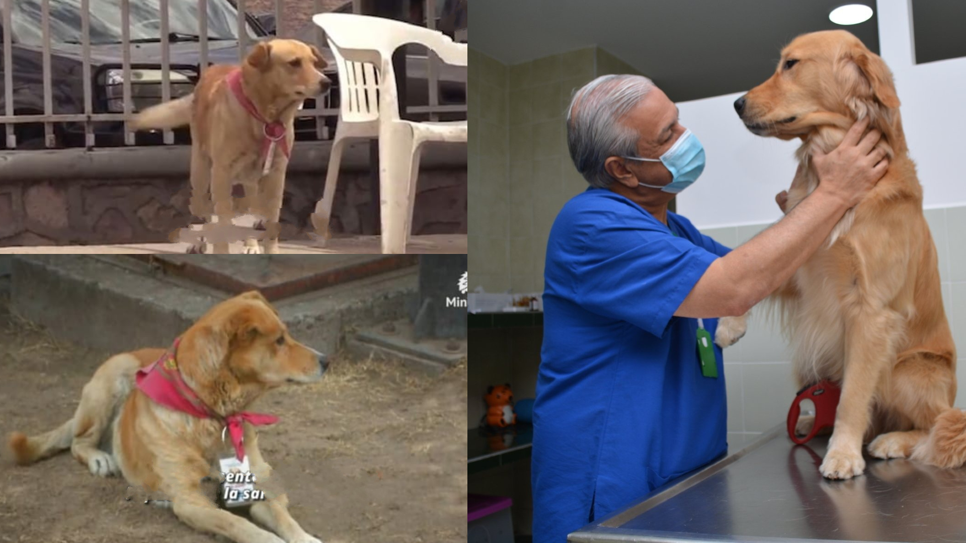 Hanzo ha seguito l’ambulanza del suo umano fino all’ospedale e per otto mesi è rimasto davanti all’ingresso ad aspettarlo, senza sapere che non sarebbe mai tornato.