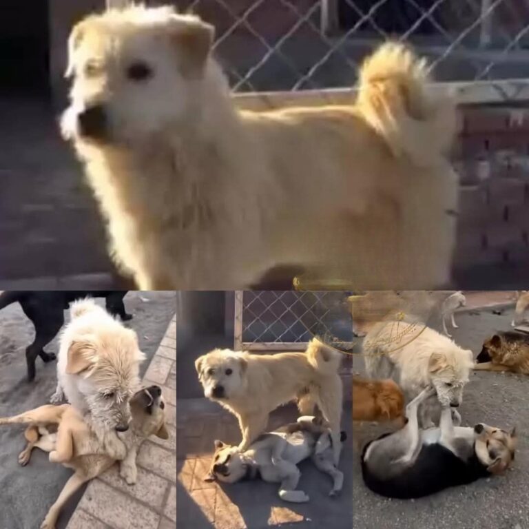 Nel rifugio lo chiamano King Charles. Non abbaia e non attacca, ma quando compare gli altri cani si calmano. La sua fama è diventata virale.