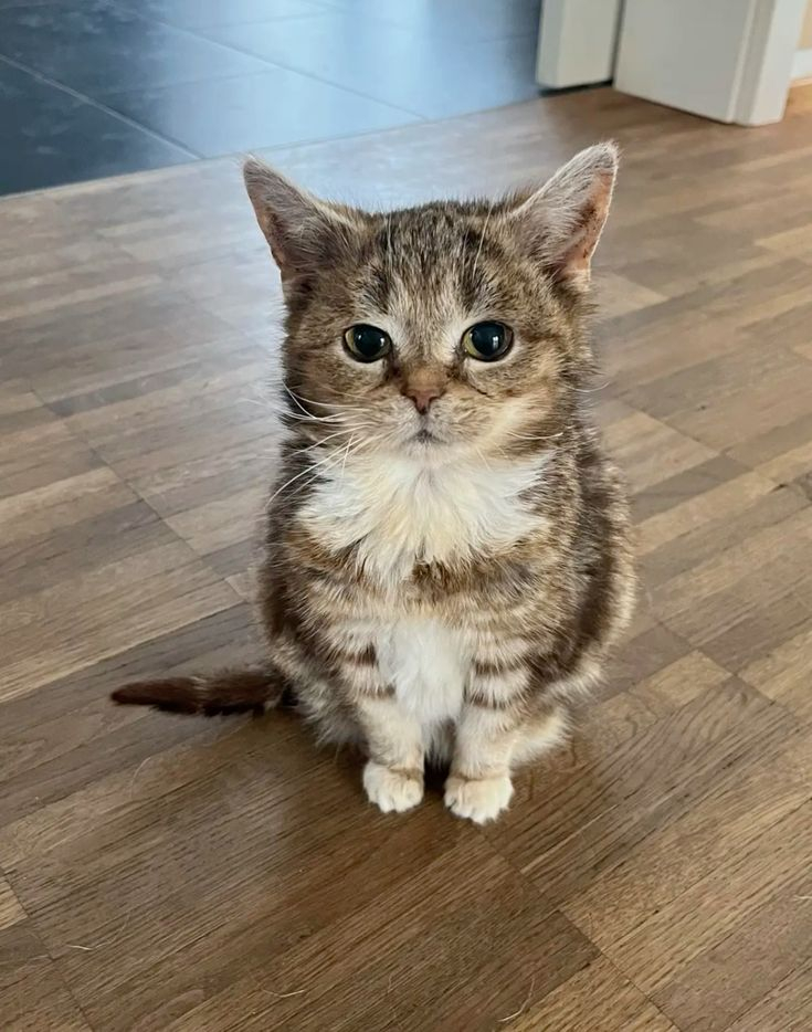 Grisette ha trascorso mesi in un rifugio senza essere scelta perché troppo tranquilla e discreta. Un giorno qualcuno si è fermato a guardarla.