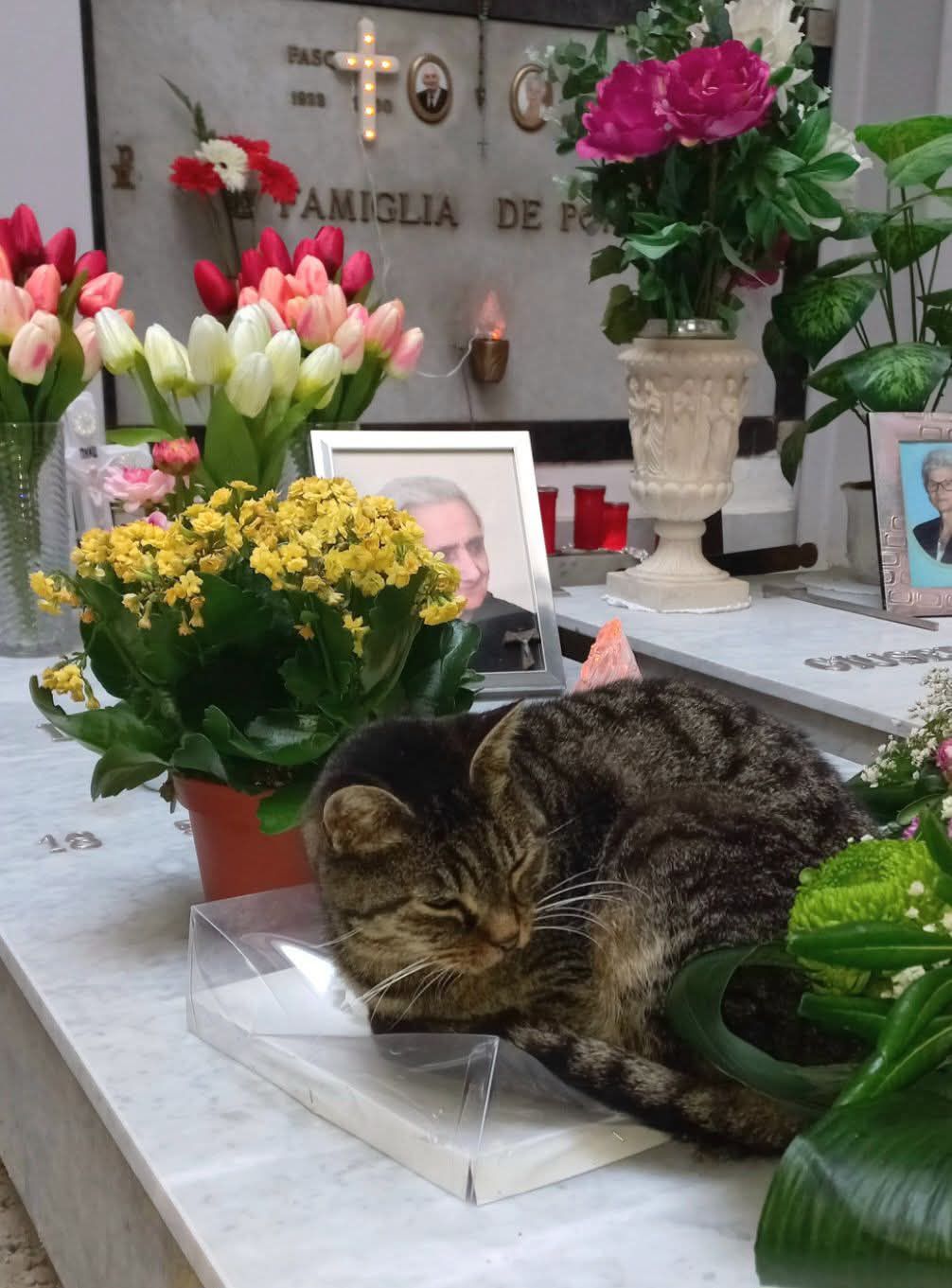 Un gatto che vive in un cimitero si avvicina ai visitatori per farsi accarezzare. La sua presenza diventa un momento di conforto per chi passa.