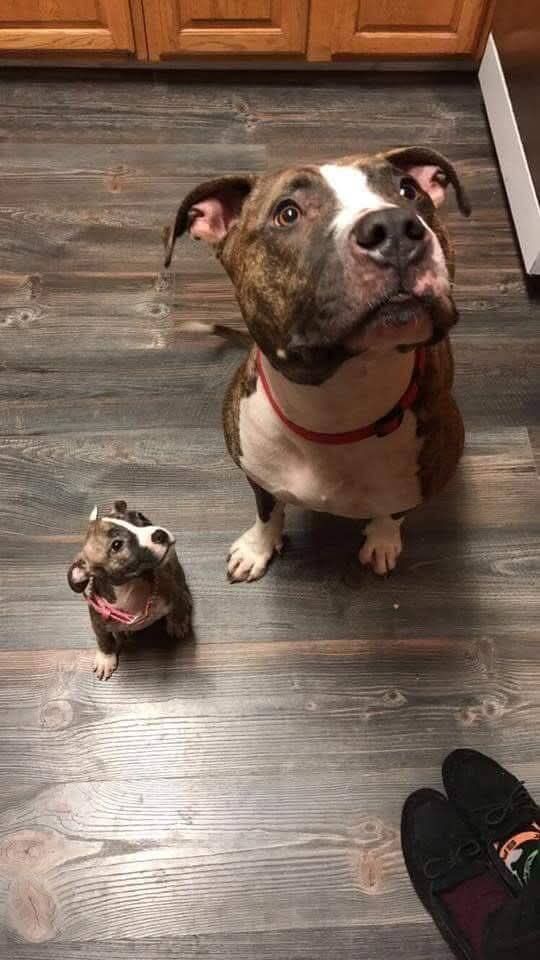 Adottato due anni fa e segnato dall’ansia, oggi ha conosciuto un cucciolo che lo guarda come un eroe: un incontro che ha cambiato tutto.