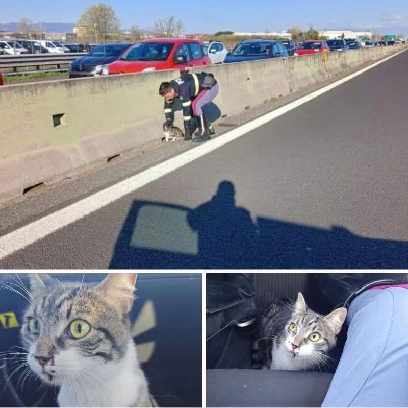 Una gattina rimane bloccata sull’autostrada A11 tra le auto in corsa. Gli agenti della Polizia stradale di Montecatini Terme intervengono per salvarla.