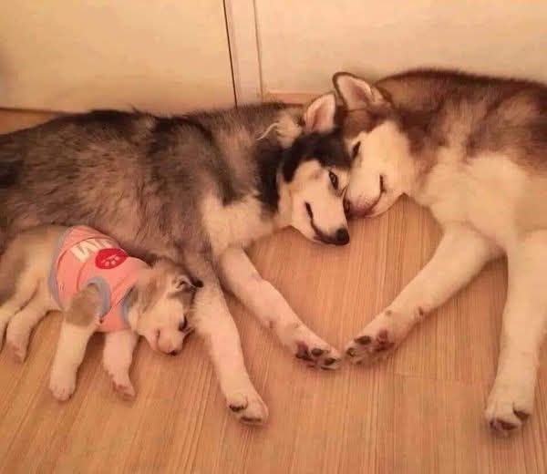 Un’intera famiglia di husky, rimasta per anni in condizioni di abbandono e malnutrizione, viene recuperata e trasferita in una struttura sicura per cure e assistenza.
