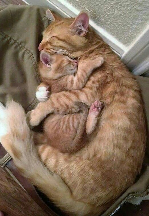 Una madre con un unico cucciolo resta costantemente accanto a lui, proteggendolo e offrendo calore e sicurezza fin dai primi istanti di vita.