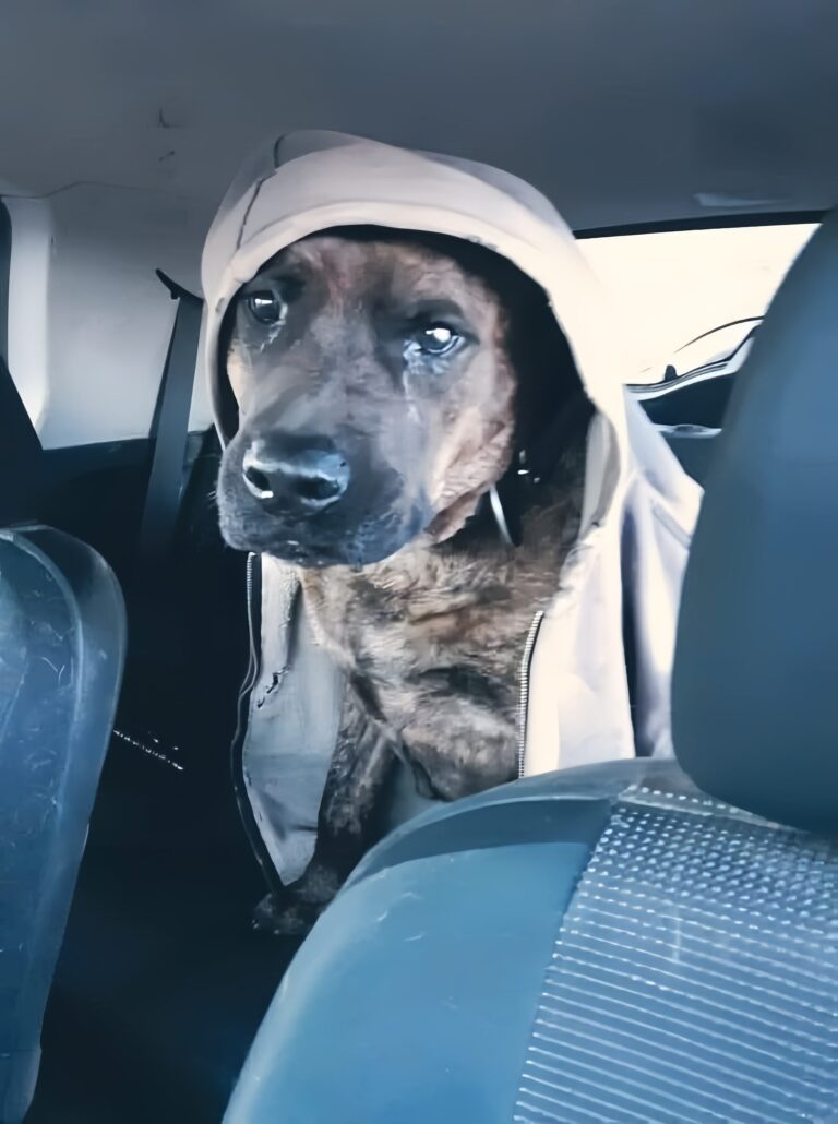 Per quindici anni il cane Kilo ha vissuto legato a una catena pesante sotto un rimorchio. Dopo la morte dei proprietari viene trovato e salvato.