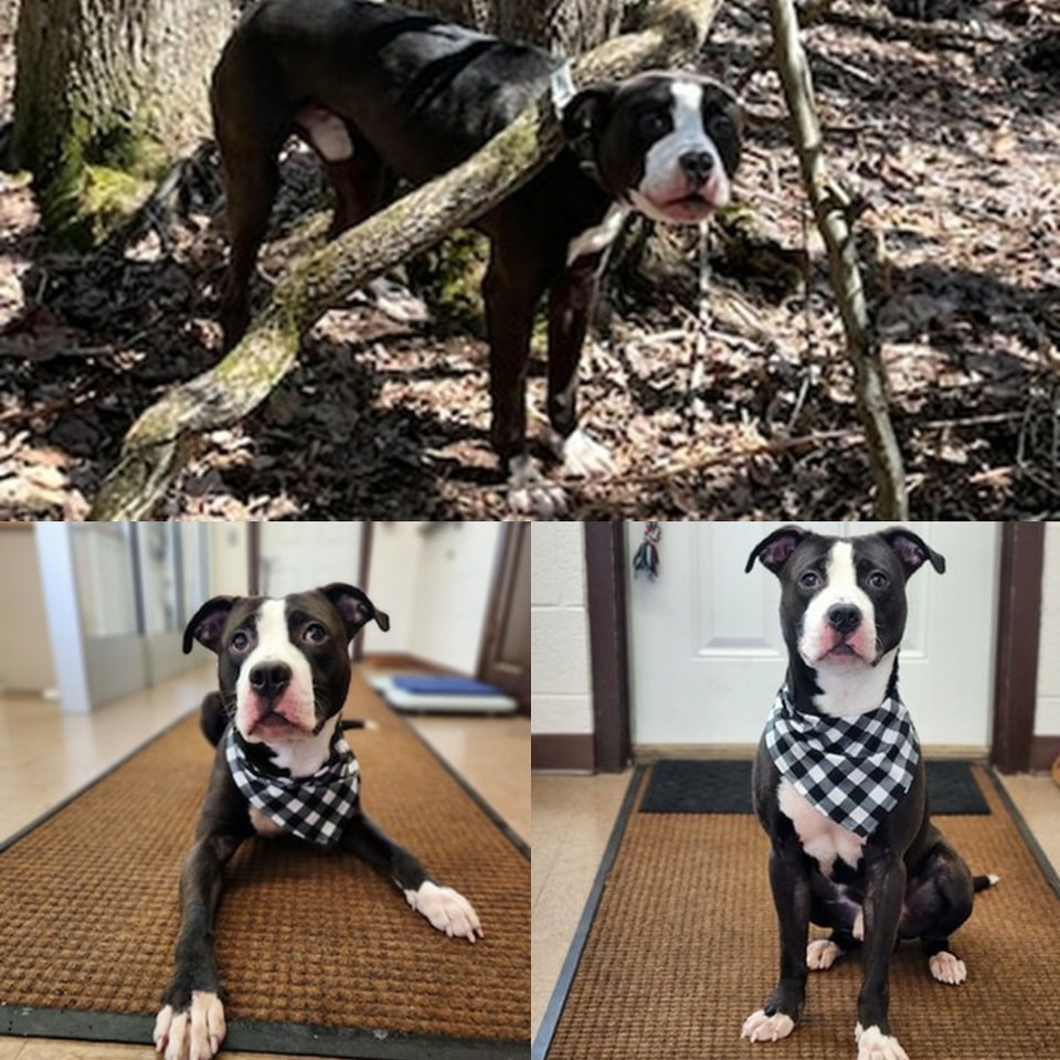 Abbandonato in un santuario naturale e legato a un ramo, Obie è stato salvato in condizioni critiche. Oggi vive con Emily mentre l’ex proprietaria è stata arrestata.