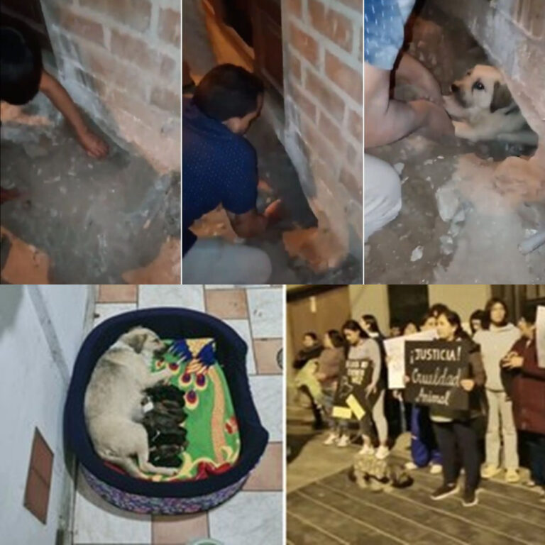 Una cagnolina incinta viene sepolta viva e salvata grazie all’intervento della volontaria Sandra Macedo e dei vicini. Aperta un’indagine per maltrattamenti sugli animali.