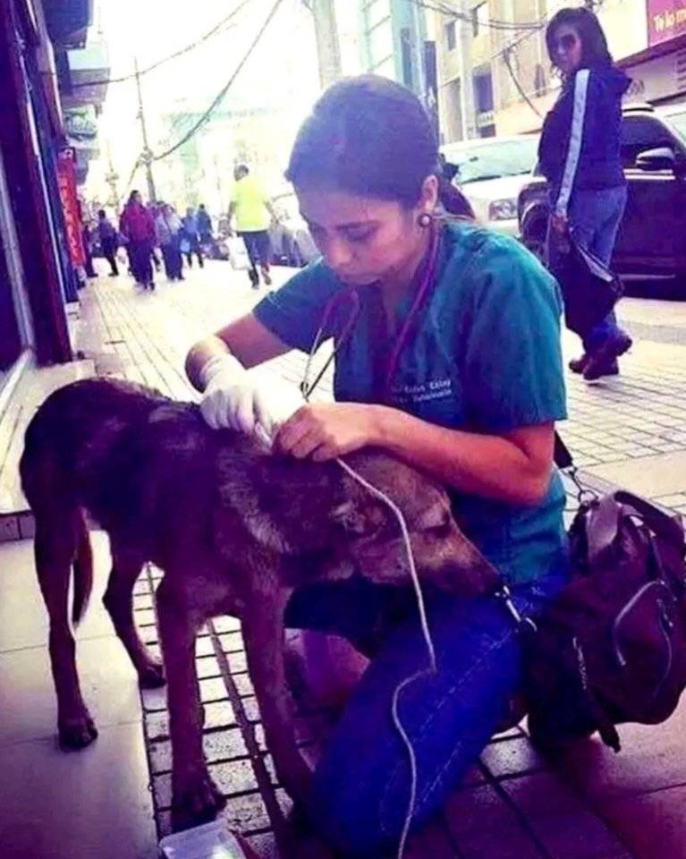 Visita i cani randagi direttamente in strada: la veterinaria Mónica Flores sceglie di curarli dove vivono La veterinaria Mónica Flores presta assistenza ai cani di strada, offrendo cure, cibo e attenzioni direttamente nei luoghi in cui vivono. Ambulatorio a cielo aperto per chi non ha una casa La dottoressa Mónica Flores ha scelto un approccio diverso rispetto alla pratica tradizionale. Abituata alle visite a domicilio, ha deciso di estendere lo stesso principio ai cani randagi, considerando la strada come il loro unico “indirizzo”. Invece di attendere che qualcuno li porti in clinica, li raggiunge nei quartieri in cui vivono, portando con sé strumenti, farmaci di base e tutto il necessario per le prime cure. Il suo intervento comprende medicazioni, trattamenti contro parassiti, controlli generali e, quando possibile, supporto alimentare. Molti di questi animali non hanno mai ricevuto assistenza veterinaria e spesso convivono con ferite, infezioni o malnutrizione. Cure, cibo e continuità nel tempo Secondo quanto raccontato, la dottoressa non si limita a interventi sporadici. Cerca di garantire un monitoraggio costante, tornando negli stessi punti per verificare lo stato di salute dei cani già visitati. Oltre alle cure mediche, distribuisce cibo e acqua, contribuendo a migliorare le condizioni di animali che vivono stabilmente all’aperto. La sua attività non sostituisce le politiche pubbliche di gestione del randagismo, ma rappresenta un supporto concreto per quegli esemplari che, in assenza di altre soluzioni, restano esposti a rischi sanitari e ambientali. Un esempio di impegno professionale e umano La figura della dottoressa Mónica Flores è stata elogiata da molte persone che vedono nel suo operato un esempio di dedizione. Il suo lavoro richiama l’attenzione sull’importanza dell’assistenza veterinaria accessibile e sull’impatto che può avere l’impegno individuale nel migliorare la qualità della vita degli animali più vulnerabili. In contesti urbani dove il numero di cani randagi è significativo, iniziative come la sua mostrano come la professione veterinaria possa estendersi oltre le mura di un ambulatorio tradizionale. La sua attività continua a suscitare apprezzamento tra cittadini e sostenitori della tutela animale.