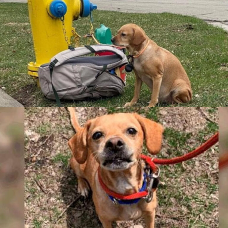 Una cagnolina viene trovata legata sul marciapiede con uno zainetto pieno di giochi e una lettera. La sua storia commuove e si conclude con una nuova adozione.