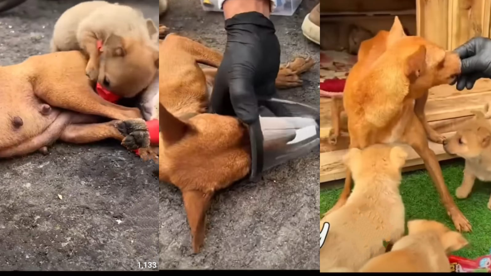 Una studentessa trova una cagnolina quasi priva di sensi tra le auto parcheggiate. Aveva il muso legato con nastro adesivo e accanto cinque cuccioli nelle stesse condizioni.