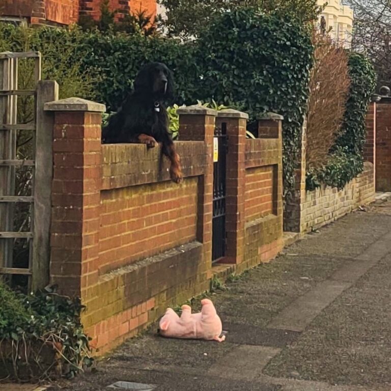 Claire nota un cagnolino dietro una recinzione che non riesce a riprendere il suo peluche caduto sul marciapiede. Si ferma, lo raccoglie e glielo restituisce.