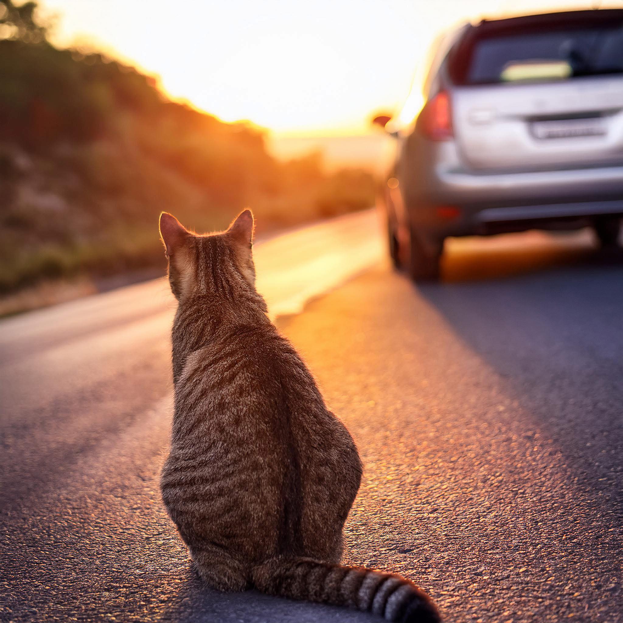 Un gatto viene lasciato per strada e resta immobile a guardare l’auto dei proprietari allontanarsi. La scena racconta il dramma silenzioso degli animali abbandonati.
