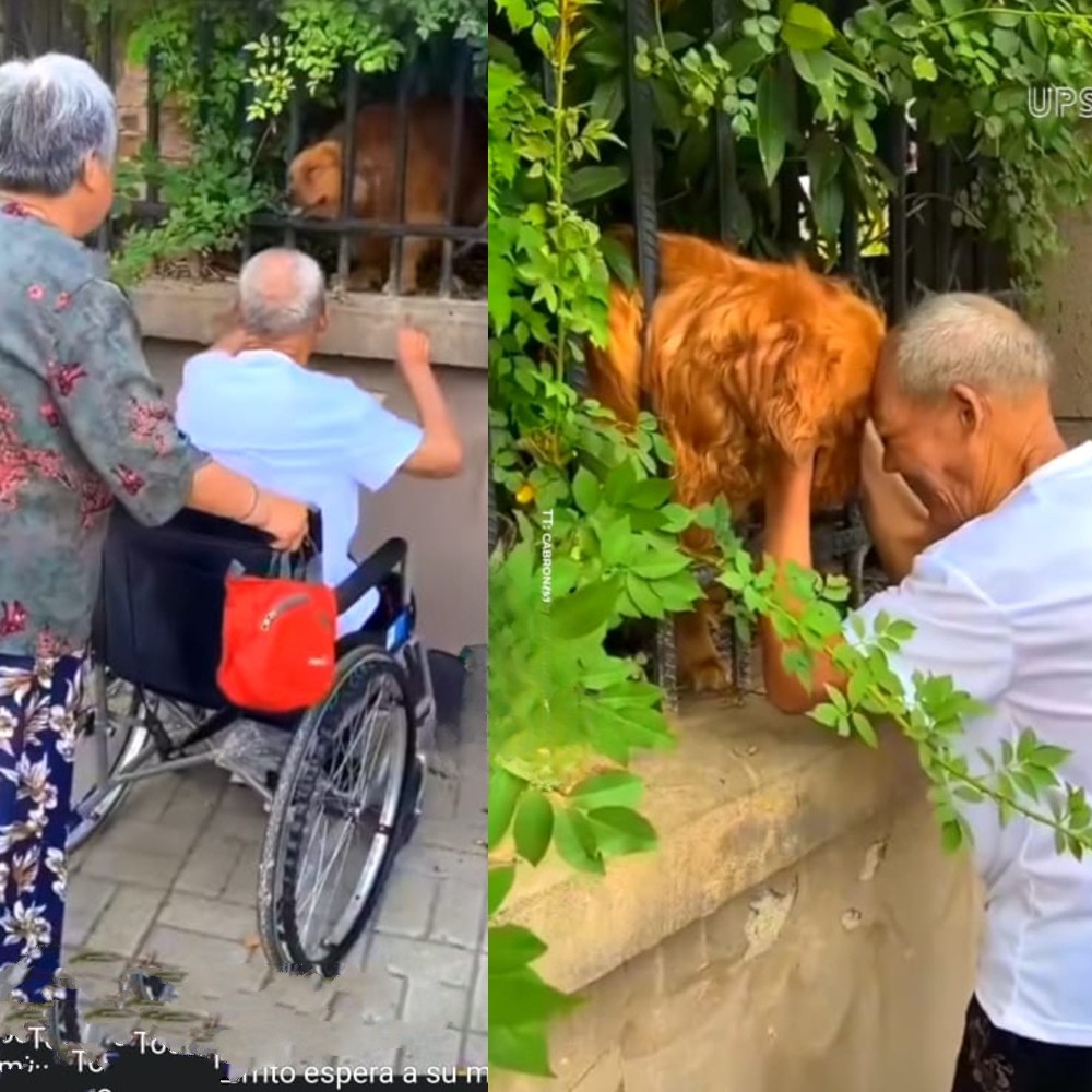 Carlos viene ricoverato in una casa di riposo e deve separarsi dal cane Roco. Ogni mattina però il piccolo cane riesce a raggiungerlo per abbracciarlo.