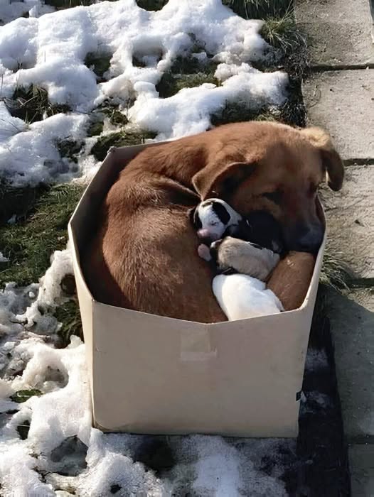 Una cagnolina viene trovata in una scatola sul marciapiede con tre cuccioli mentre la temperatura scende sotto zero. Il salvataggio cambia il loro destino.