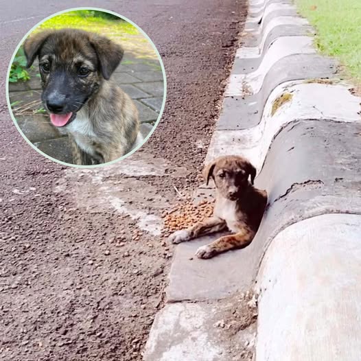 Una piccola cagnolina randagia si rifugia in un tubo di scarico accanto a una strada trafficata. Aubrey la nota e avvia un salvataggio che cambierà la sua vita.