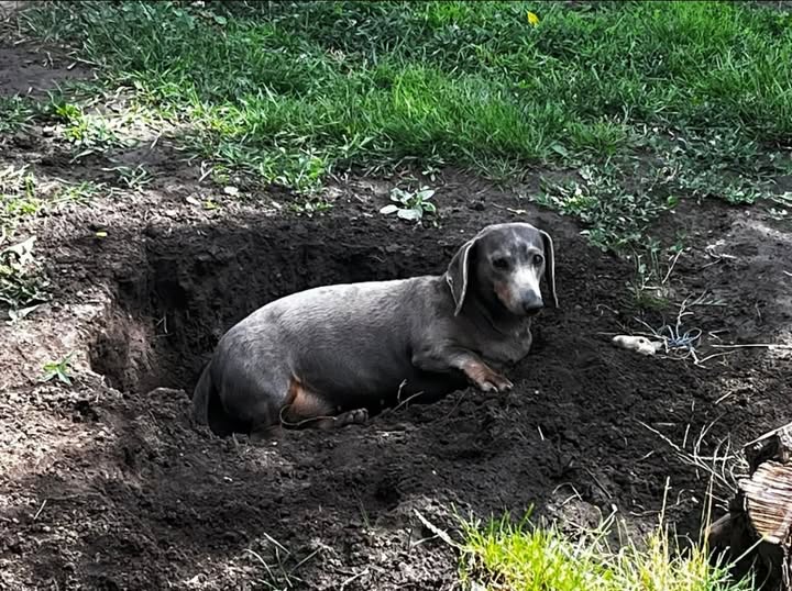 Per otto anni ha vissuto in giardino senza attenzioni. Dopo l’abbandono della famiglia, un’associazione l’ha salvata e lentamente ha iniziato a scoprire cosa significa essere vista.