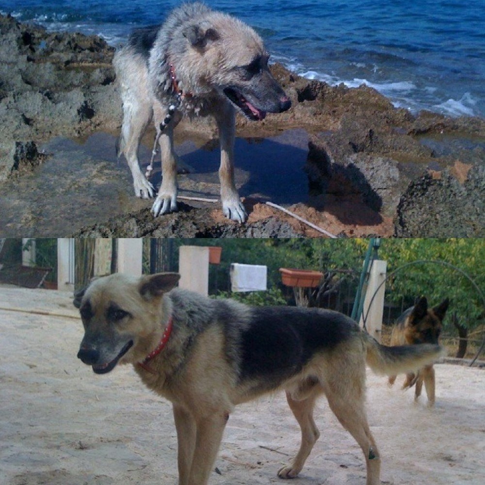 Un cane anziano trovato ferito e legato a una catena viene salvato nel 2012. Dopo cure e amore vive altri due anni e mezzo accanto alla famiglia che lo ha accolto.