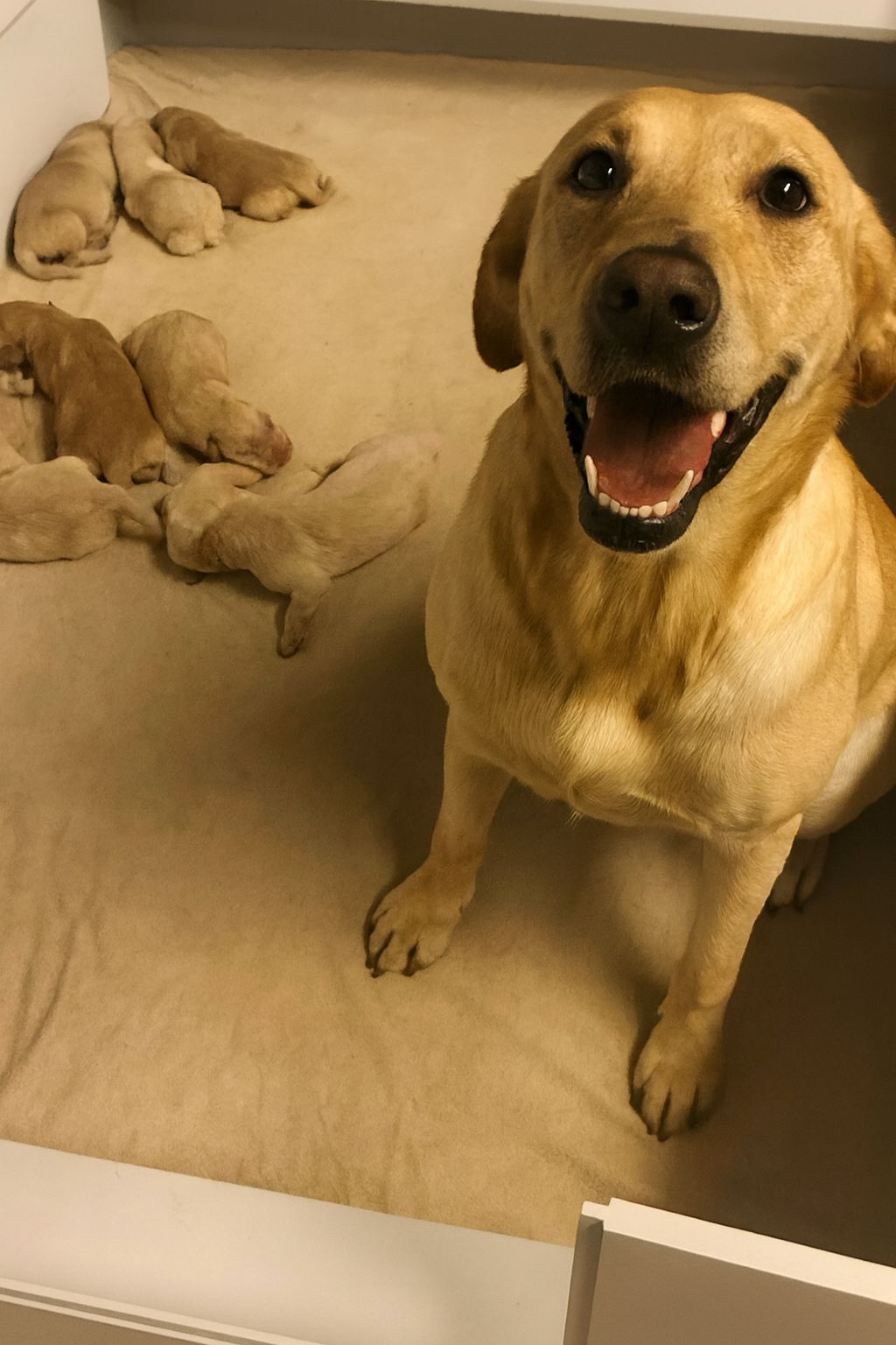 Una cagnolina magra e tremante viene trovata sotto un albero mentre protegge cinque cuccioli appena nati. Il salvataggio cambia il destino di tutta la famiglia.