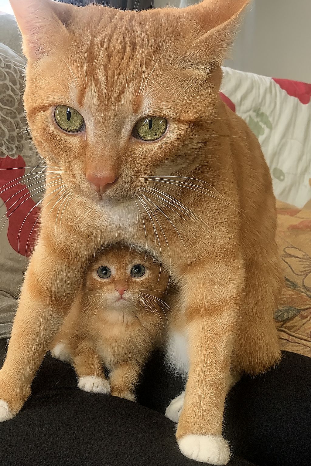 Una gatta partorisce un solo cucciolo e da quel momento non si allontana mai da lui, proteggendolo costantemente come se dovesse difendere un’intera cucciolata.