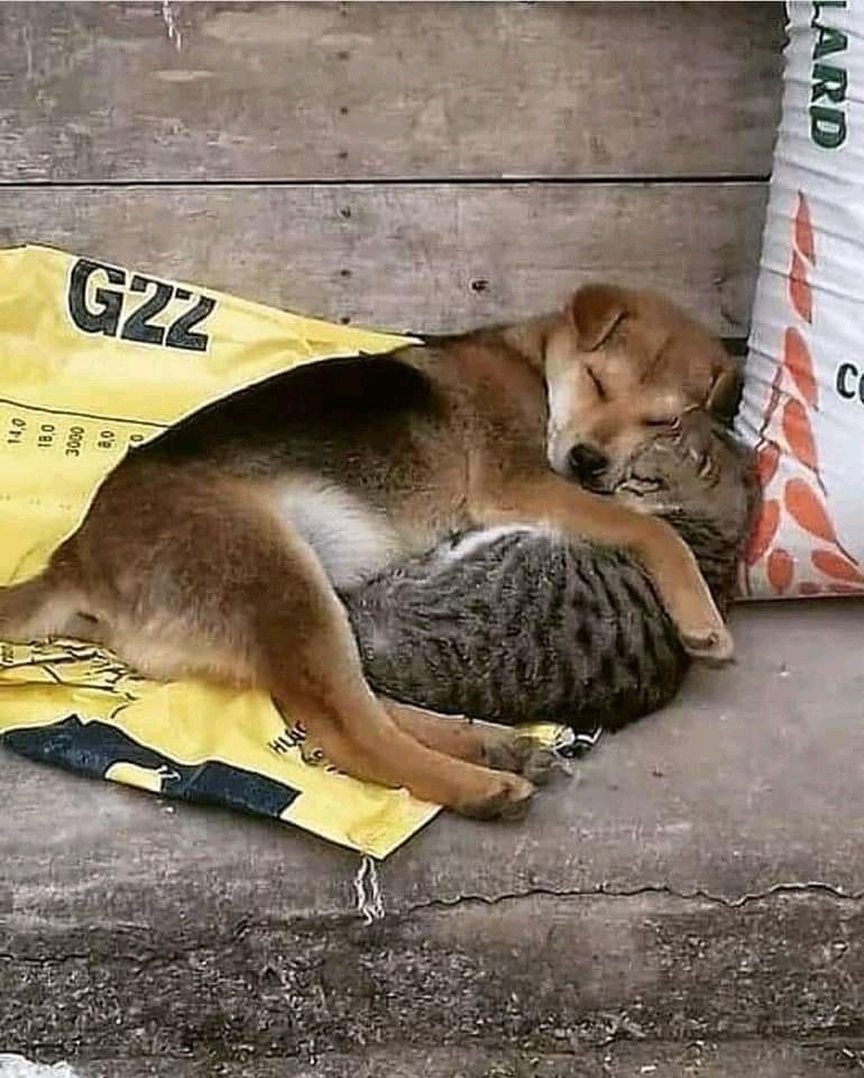 Senza casa né riparo, un cane e un gatto randagi hanno trovato conforto l’uno nell’altro, dimostrando come anche nelle condizioni più difficili possa nascere un legame inatteso.