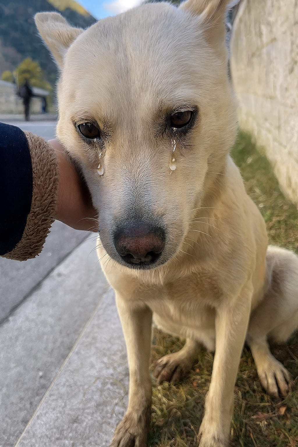 Lasciato solo e spaesato tra la gente che passava senza fermarsi, un cane ha continuato a cercare uno sguardo gentile finché qualcuno ha deciso di salvarlo.