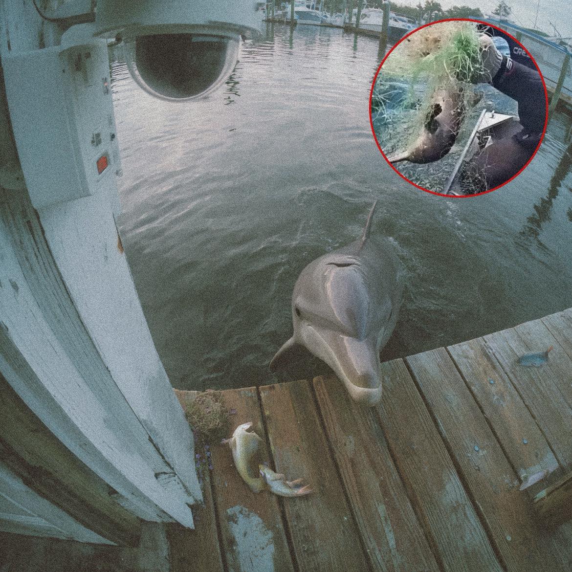 Ogni mattina sul molo comparivano pesci disposti con cura. Le telecamere hanno rivelato che a portarli era un delfino legato a un salvataggio avvenuto pochi giorni prima.