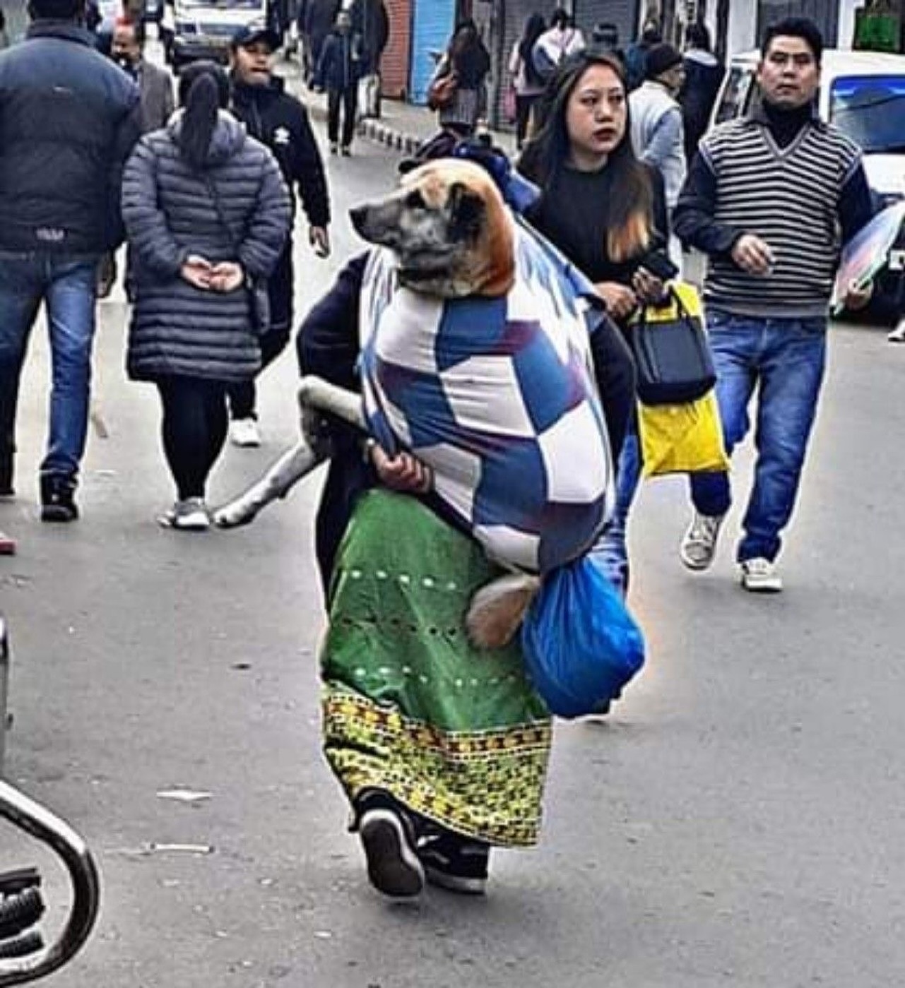 Un cane anziano non riesce più a camminare come un tempo e la sua proprietaria ha scelto di portarlo in braccio, accompagnandolo ovunque con la stessa dedizione ricevuta negli anni.