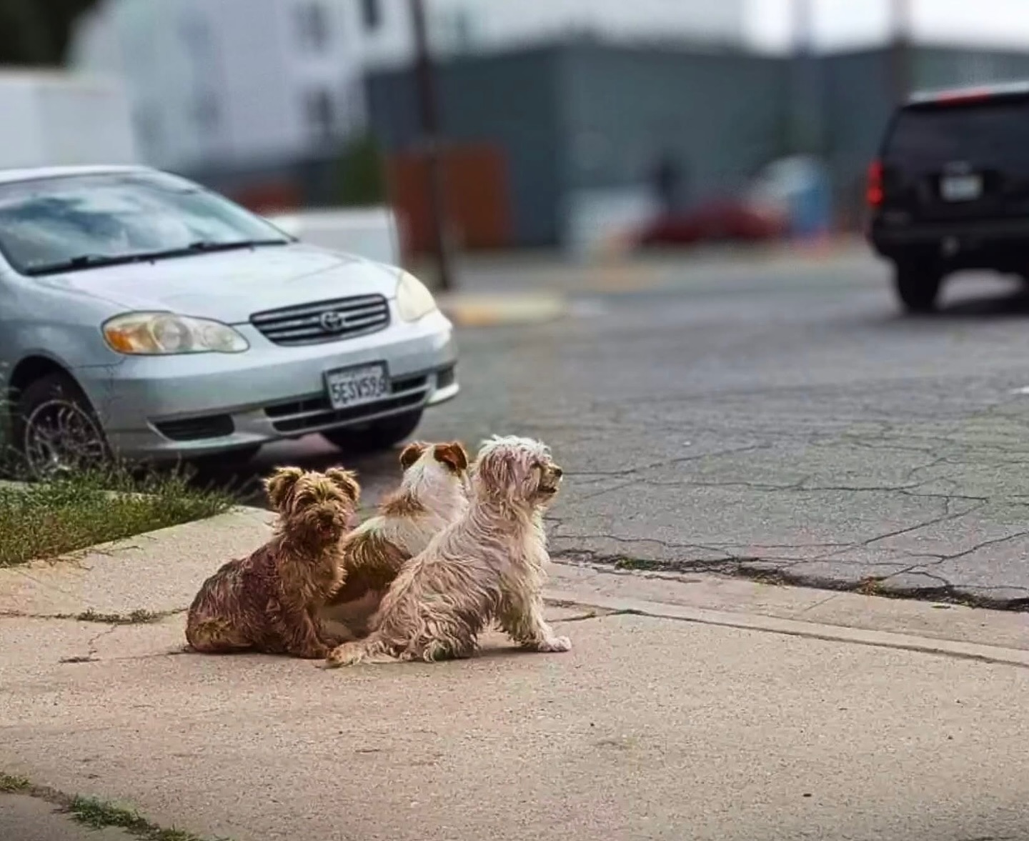 Tre cani abbandonati restano per giorni sul ciglio della strada nello stesso punto, guardando il luogo da cui è andata via l’auto del loro padrone.
