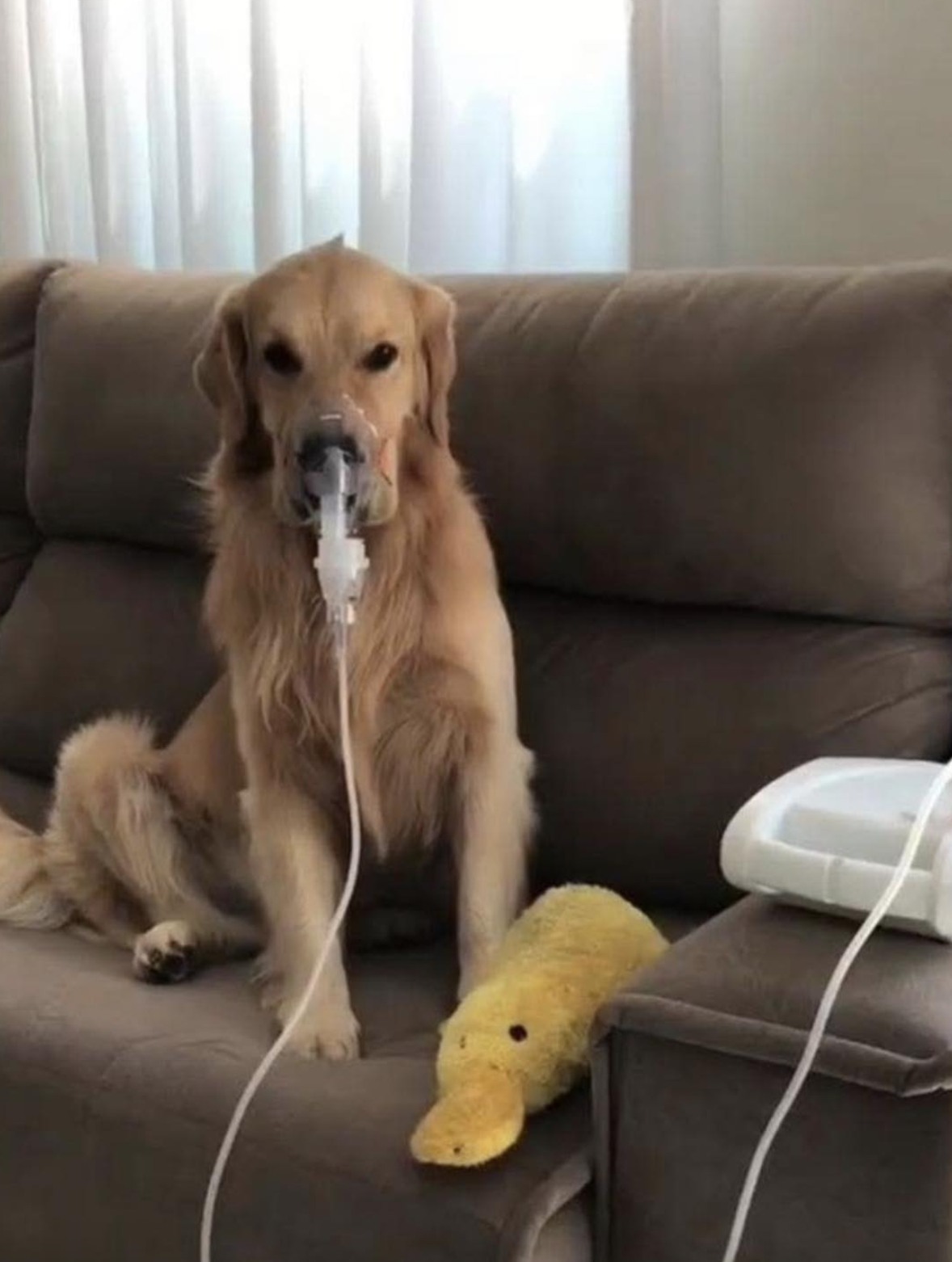 Un uomo accompagna il suo cane negli ultimi giorni di vita dopo la diagnosi dei veterinari. Rimane accanto a lui, tra ricordi, carezze e promesse.