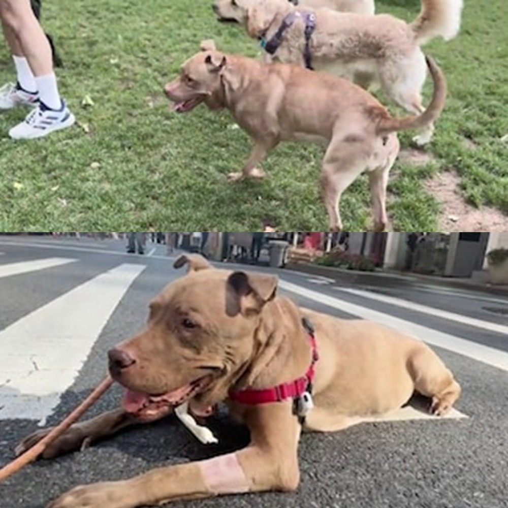 Canela visse anni tra strada e abbandono, fu adottata e poi restituita al rifugio. Solo negli ultimi giorni trovò una casa e qualcuno disposto ad amarla davvero.