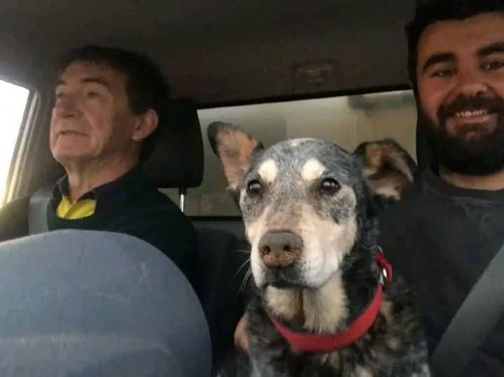 Un cane anziano viene trovato di notte su una strada isolata dell’Australia Meridionale e riportato alla sua padrona dopo sei giorni di ricerche e speranza.