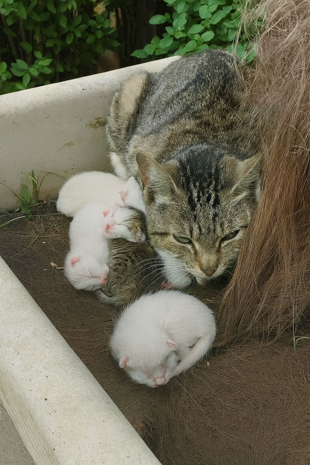 Una donna trova la gatta Mila sotto il portico mentre allatta quattro minuscoli cuccioli appena nati. Decide di aiutarla e la casa solitaria diventa improvvisamente piena di vita.