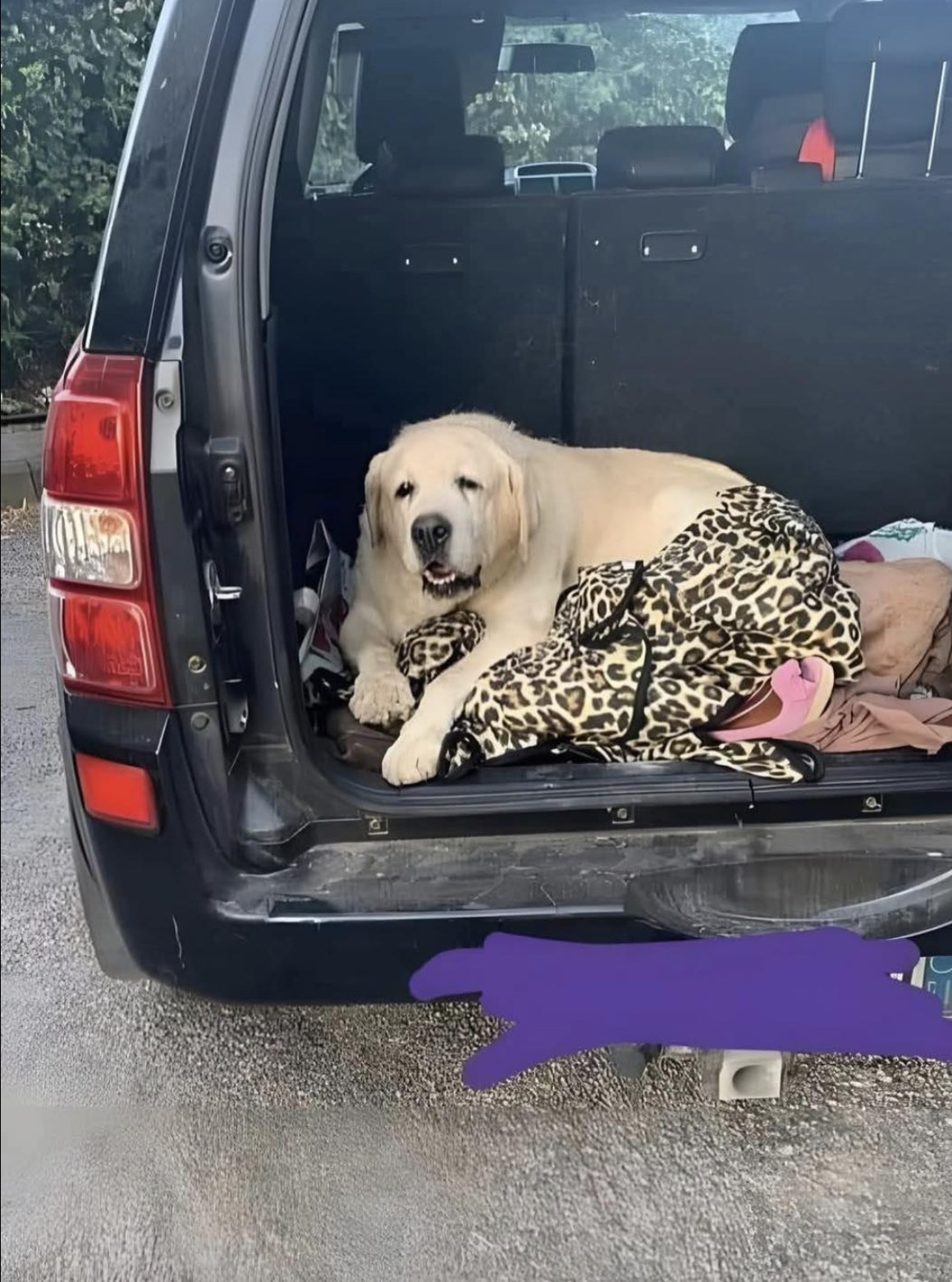 Un cane anziano abbandonato sotto il caldo estremo viene salvato da una famiglia che decide di adottarlo e di accompagnarlo con affetto negli ultimi anni della sua vita.