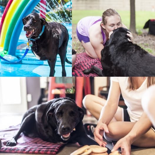 La famiglia Roberts accompagna il cane Duke negli ultimi momenti della sua vita dopo una grave malattia, organizzando per lui un ultimo giorno pieno di affetto.