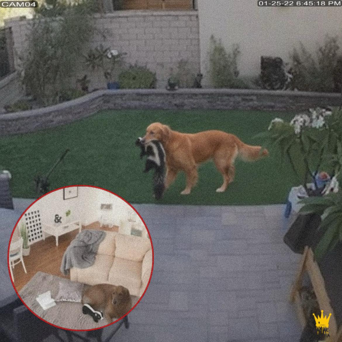 Un uomo scopre tramite le telecamere che il suo cane, rimasto senza il giocattolo preferito, ha catturato una vera puzzola e ci ha dormito accanto per giorni.