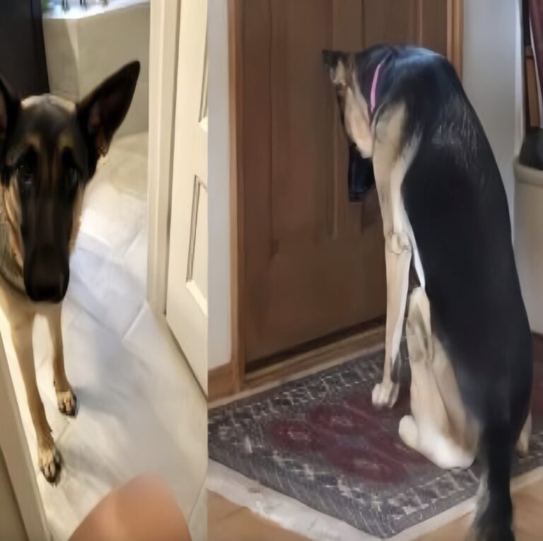 Leia, pastore tedesco, resta per ore davanti alla porta dopo il ricovero del padrone e si allontana solo al suo rientro, in un silenzioso gesto di attesa e fedeltà.