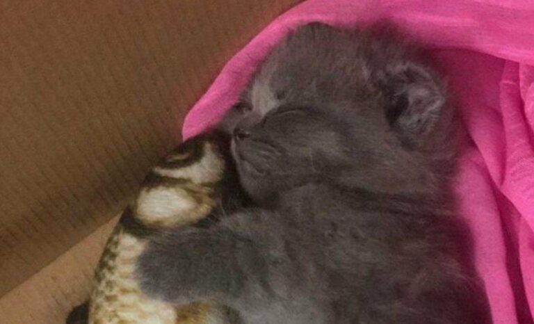 Milo, gattino abbandonato in una scatola con un pesce di peluche tra le zampe, è stato salvato e oggi vive al caldo in una casa che lo ama.